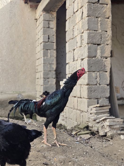 Шу хуроз ва  товукларни "тухуми" сотилади