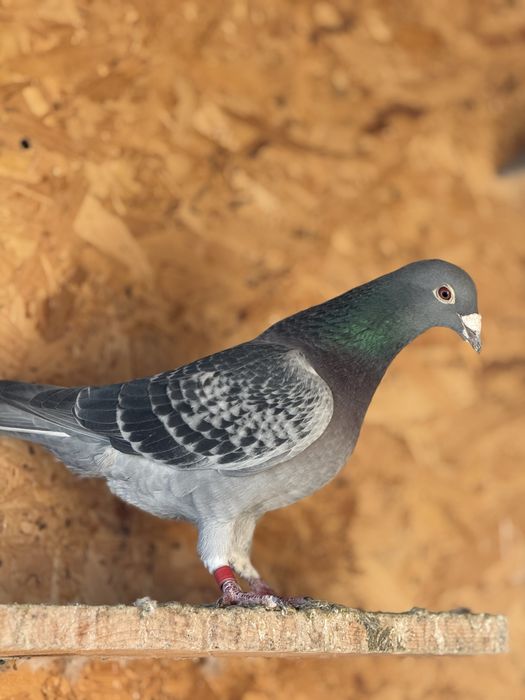 De vânzare/ schimb cu standard, agh, king