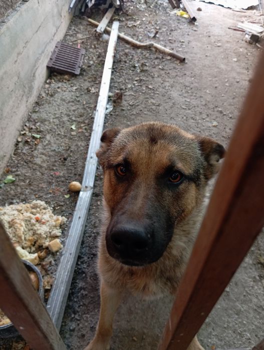 Овчарка европейский