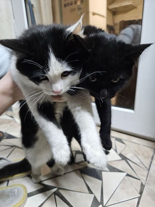 Два малаша в поисках дома ! Ташкент!