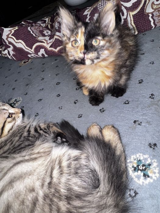 Mushuk bolalari tekinga berialdi