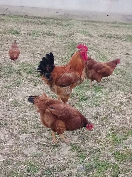Корейский ХАНХЯП тухумларига заказ оламиз