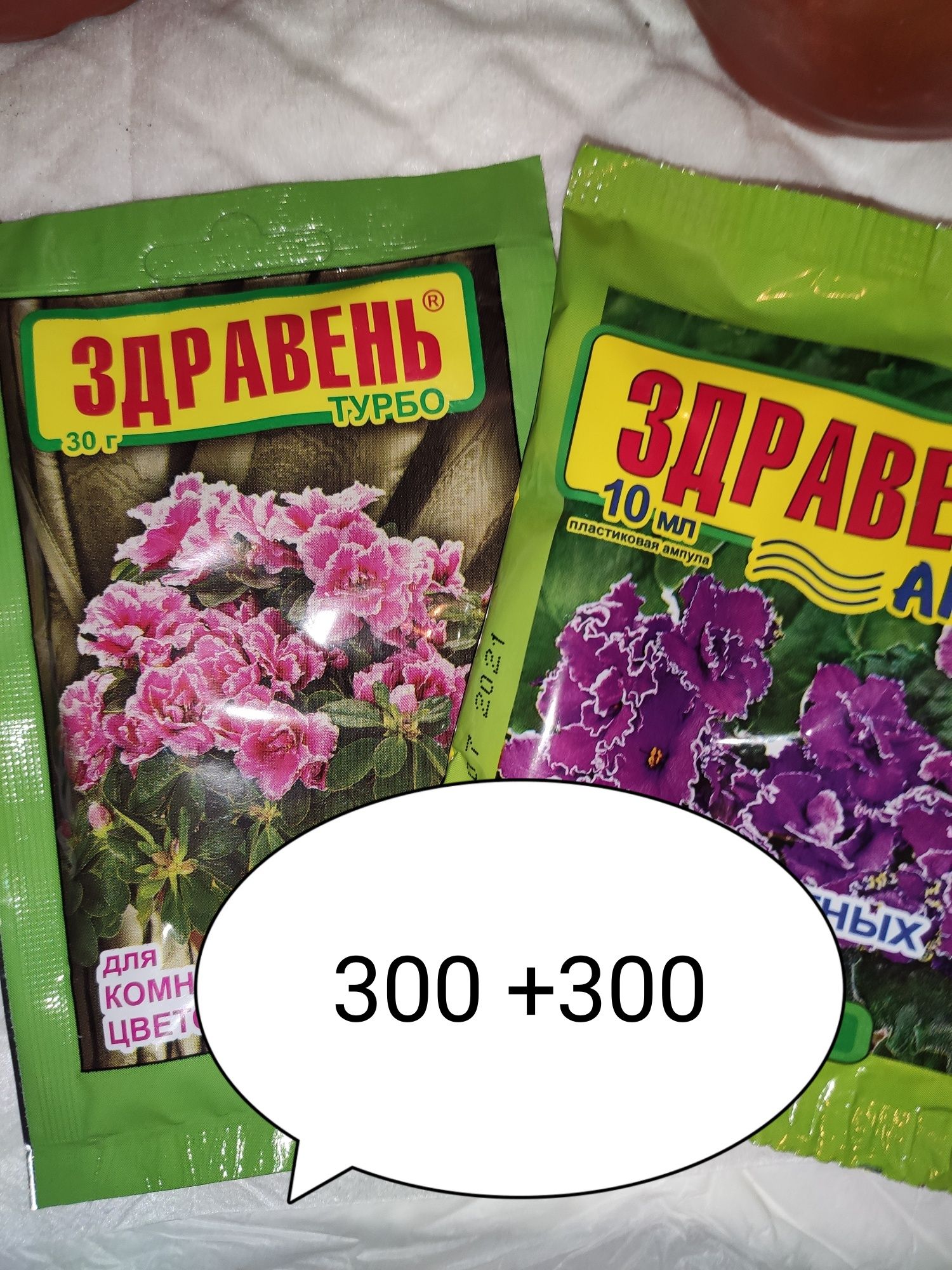 Декабрист цветущий и другие