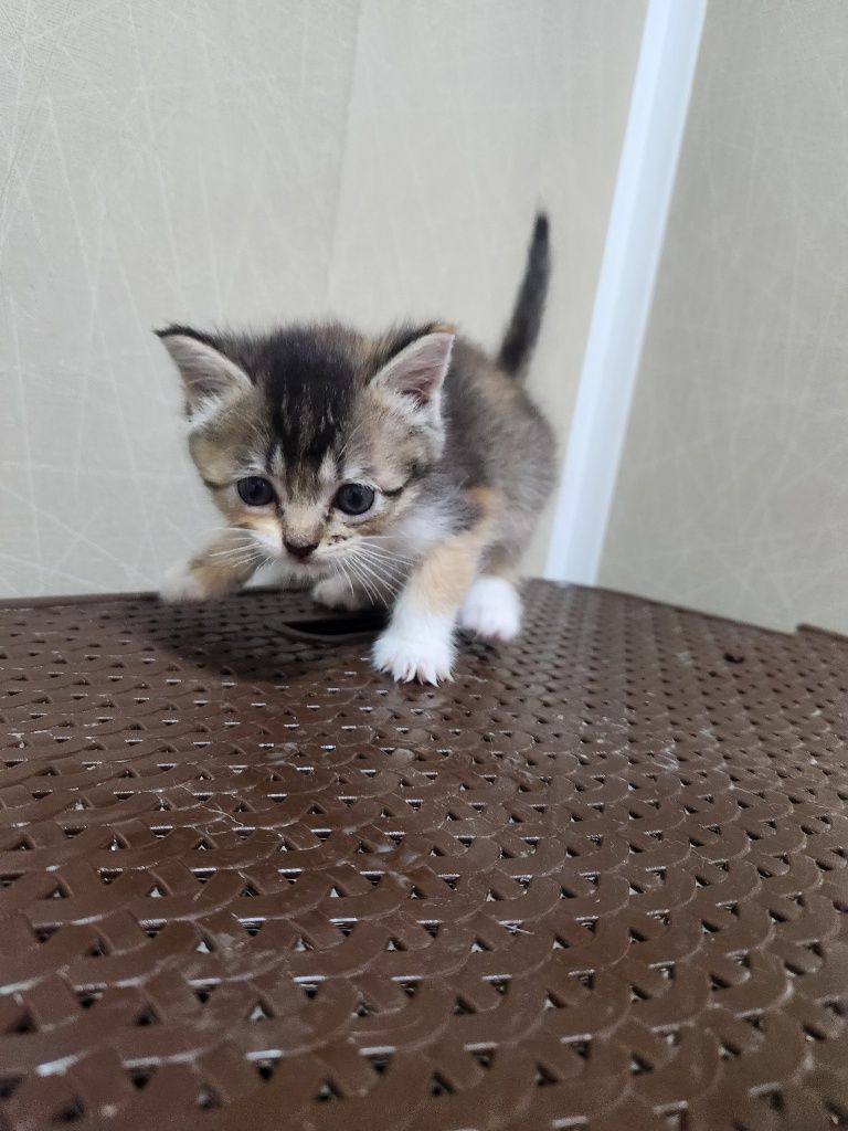 Britanskiy shinshila cat