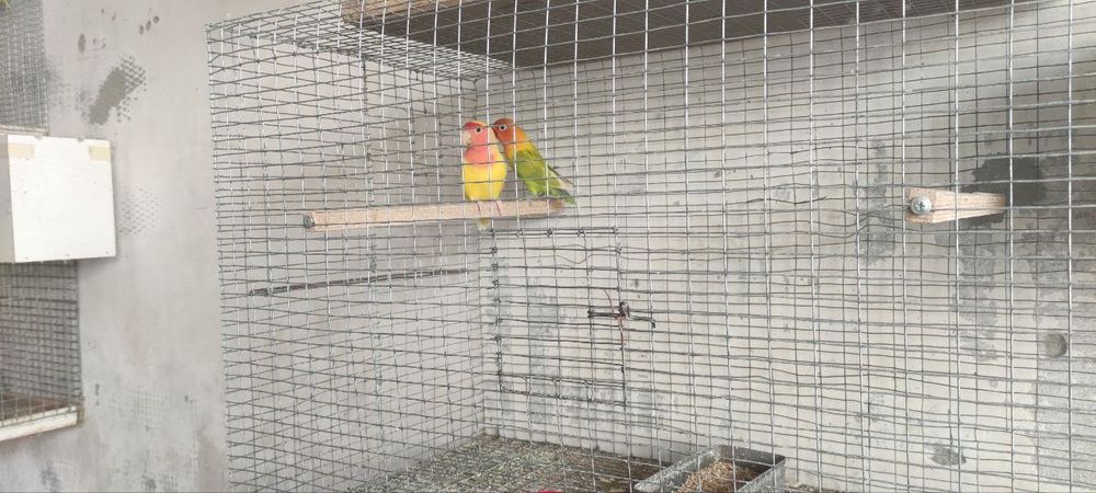 Неразлучка сотилади соғлом