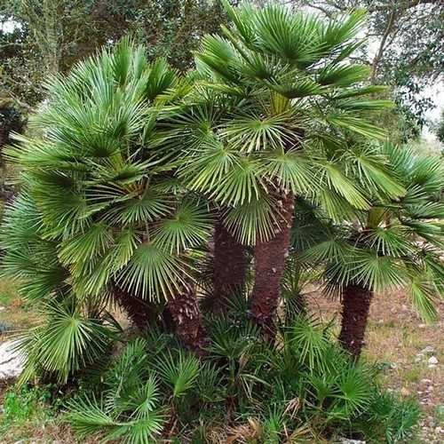 Палма Хамеропс, Chamaerops humilis