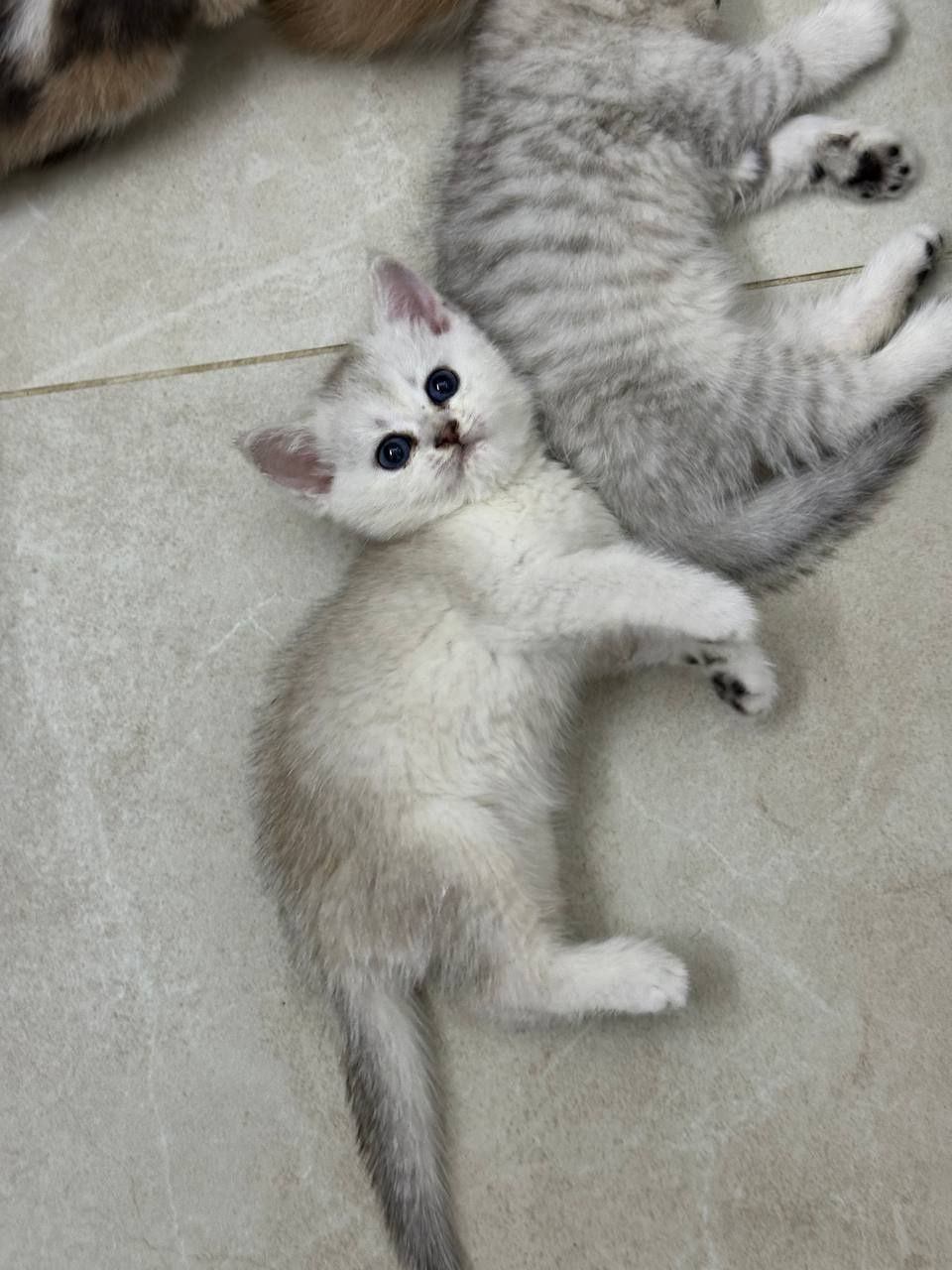 Кошки, катёнок. Пародистые