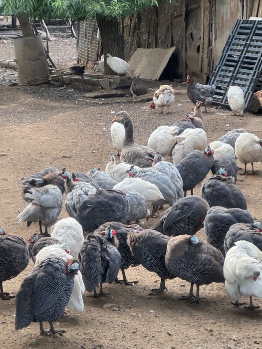 Продавам млади токачки