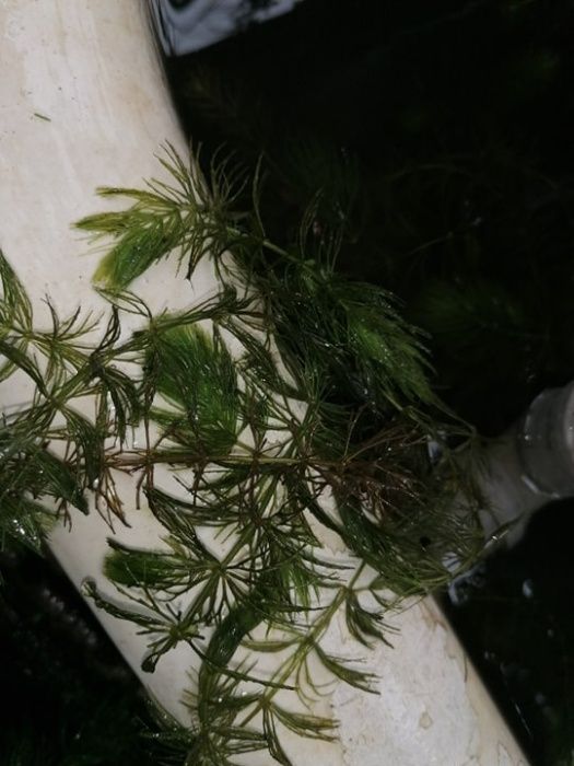 planta iaz lac acvariu ,melci ,nuferi Ceratophyllum demersum (Coșor) |