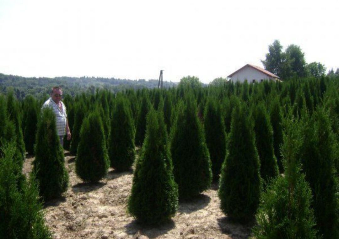 Tuia 1,5m - 1,6m / thuja occidentallis columnaris și smaragd .( smara