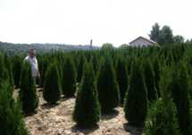 Tuia 1,5m - 1,6m / thuja occidentallis columnaris și smaragd .( smara