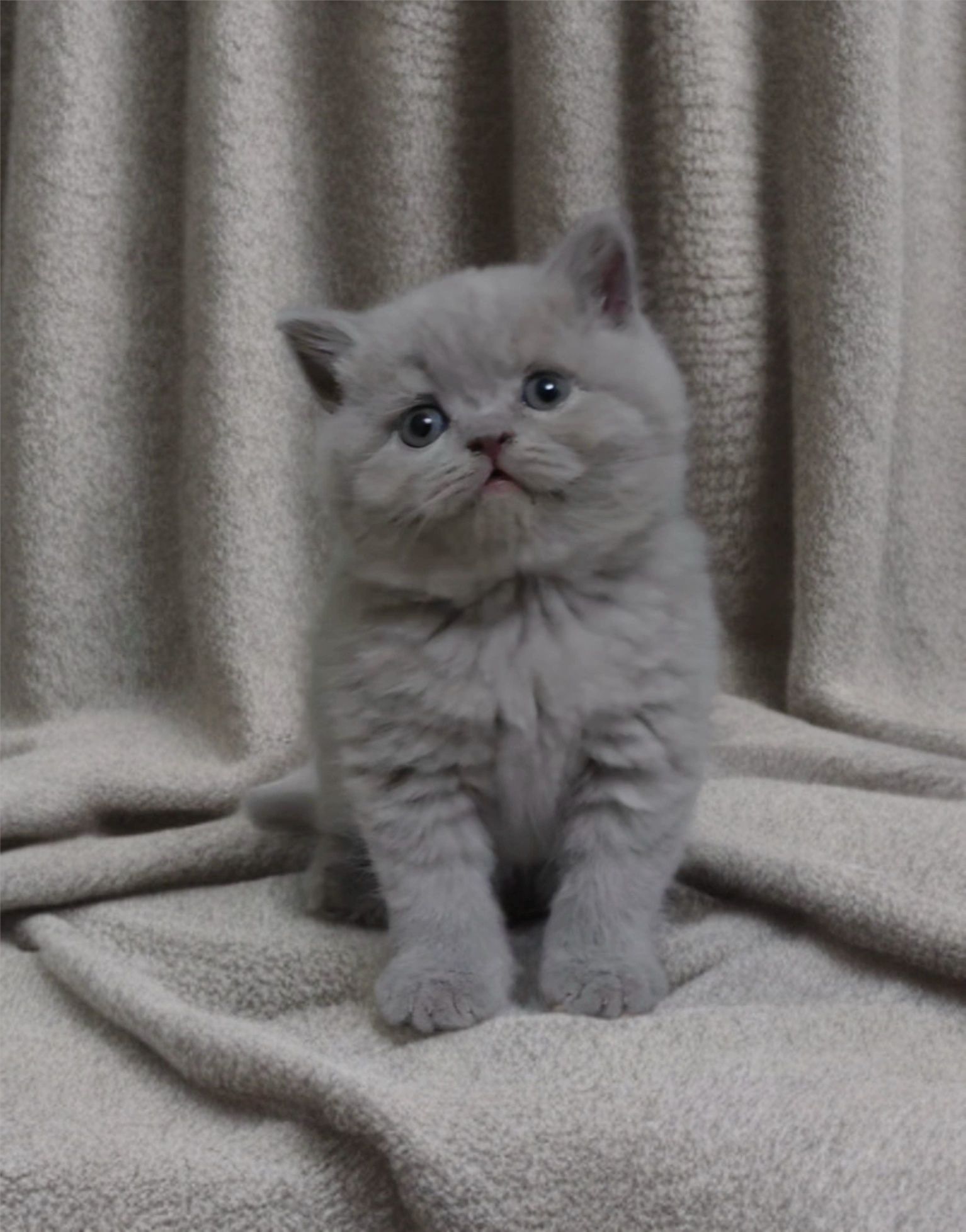 Лиловые крупные котятки