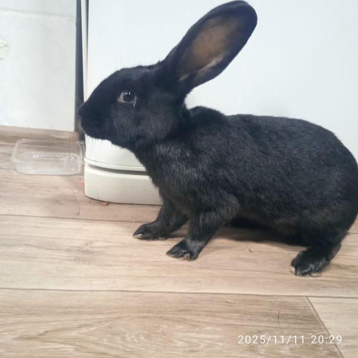 Продам двух кролих 10 месячных порода великан