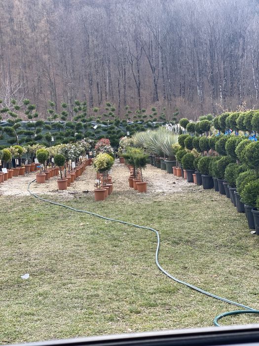 Leylandi si plante