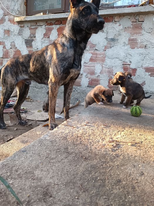 Подарявам кученца