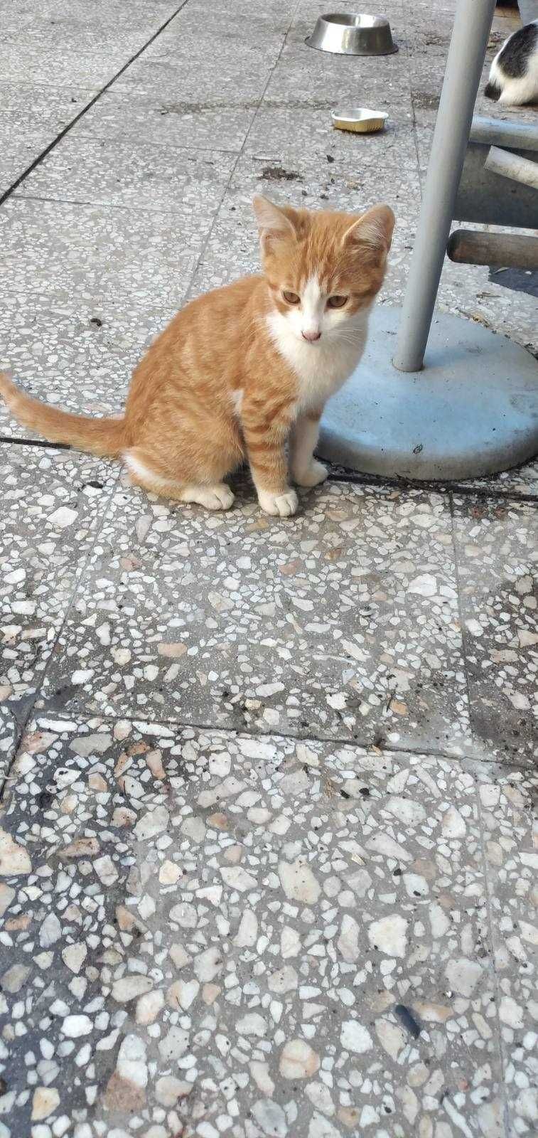 Котета на около 2 месеца в гр.София, Лозенец