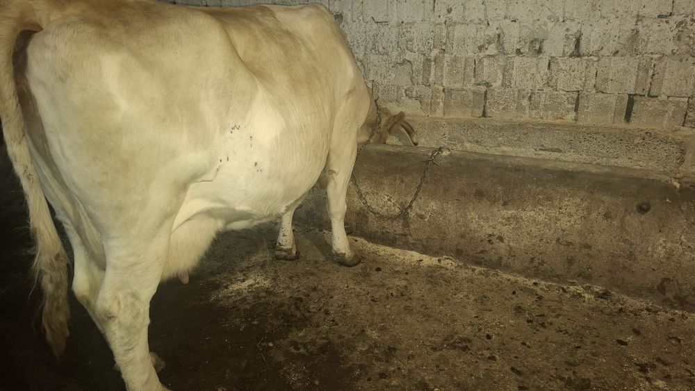 Vând vaca cu lapte