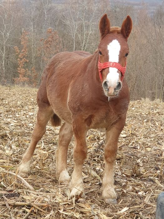 Brutus armasar de viitor mama breton și tata ardenez. Foarte blind
