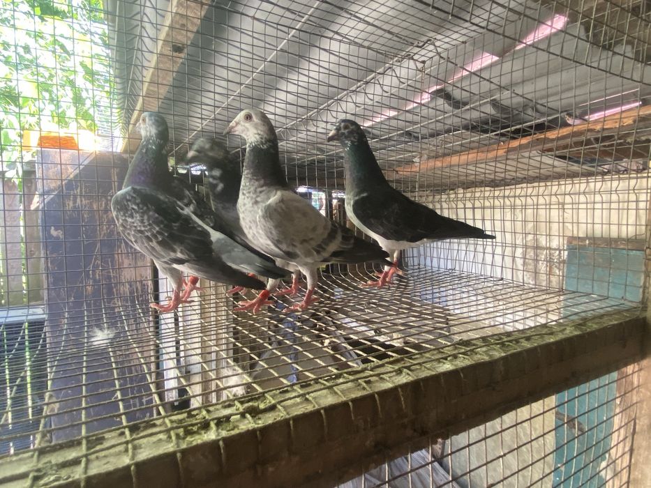 Porumbei voiajori cuci matca