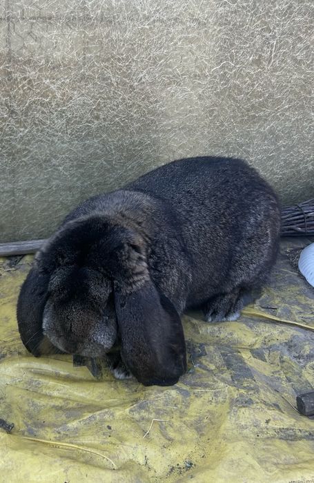 Iepuroi berbec german