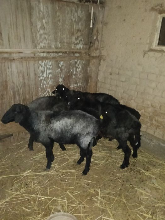 Қой сатылады. 60 000 теңге