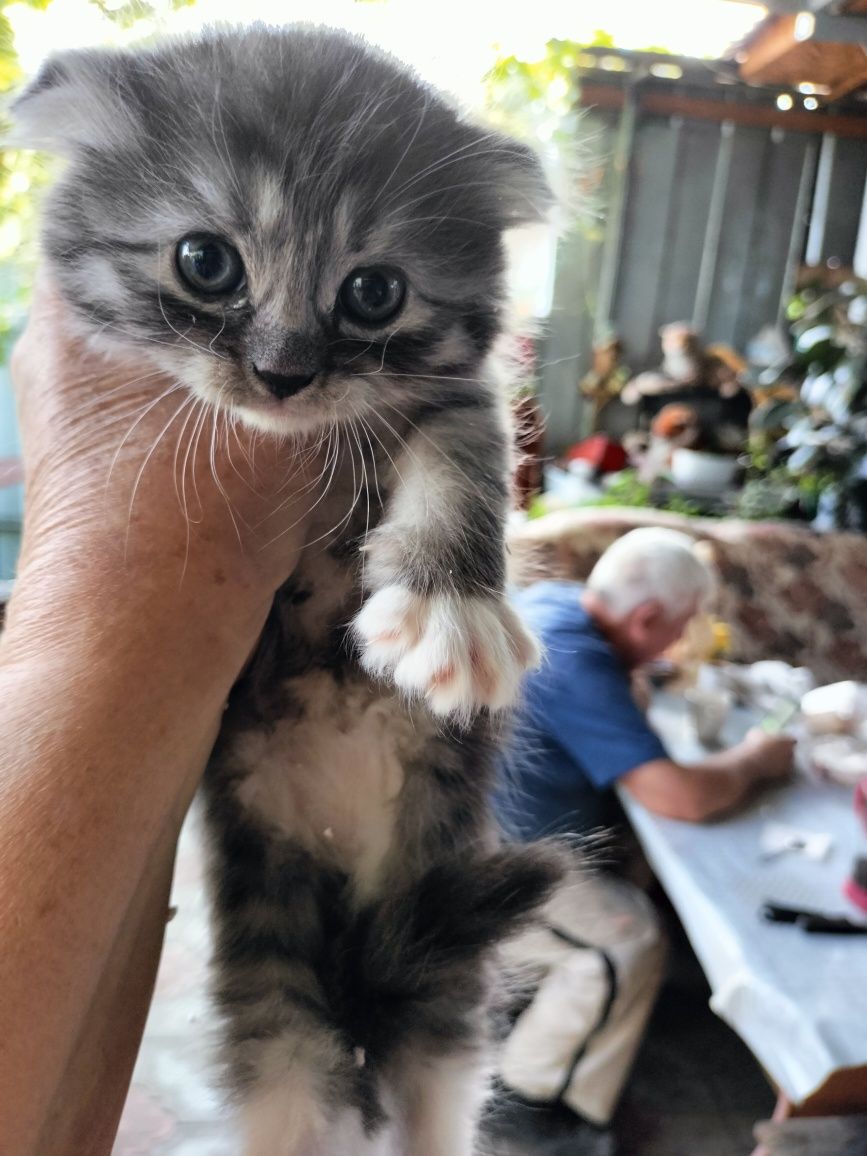 Продам красивых шотландских котят.Есть девочки и мальчики,