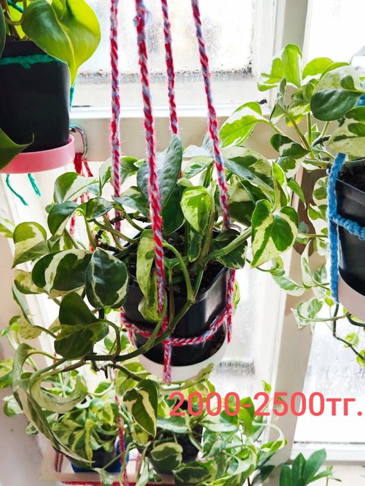 Сциндапсус энджой