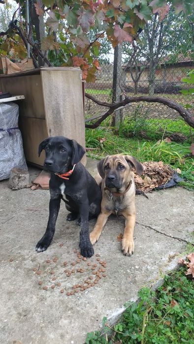 Продавам Немски дог