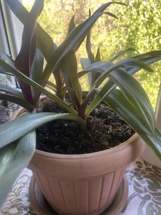 Комнатные цветы