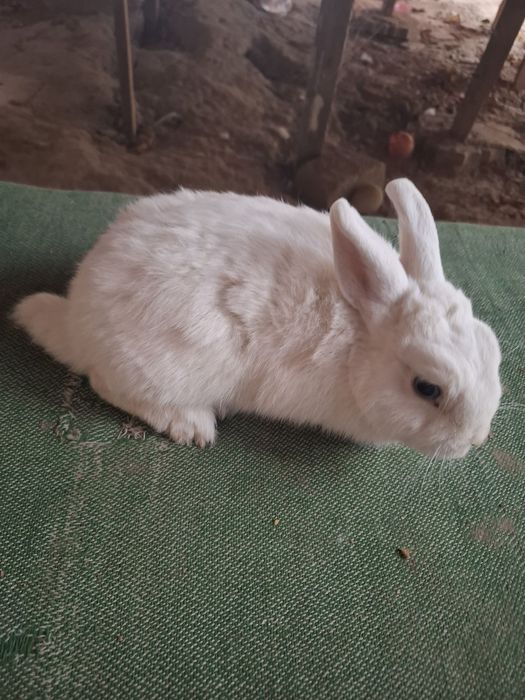 Gemelin 5 oyli sames