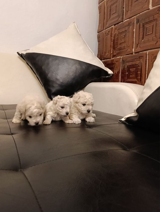 3 fetite bichon frise