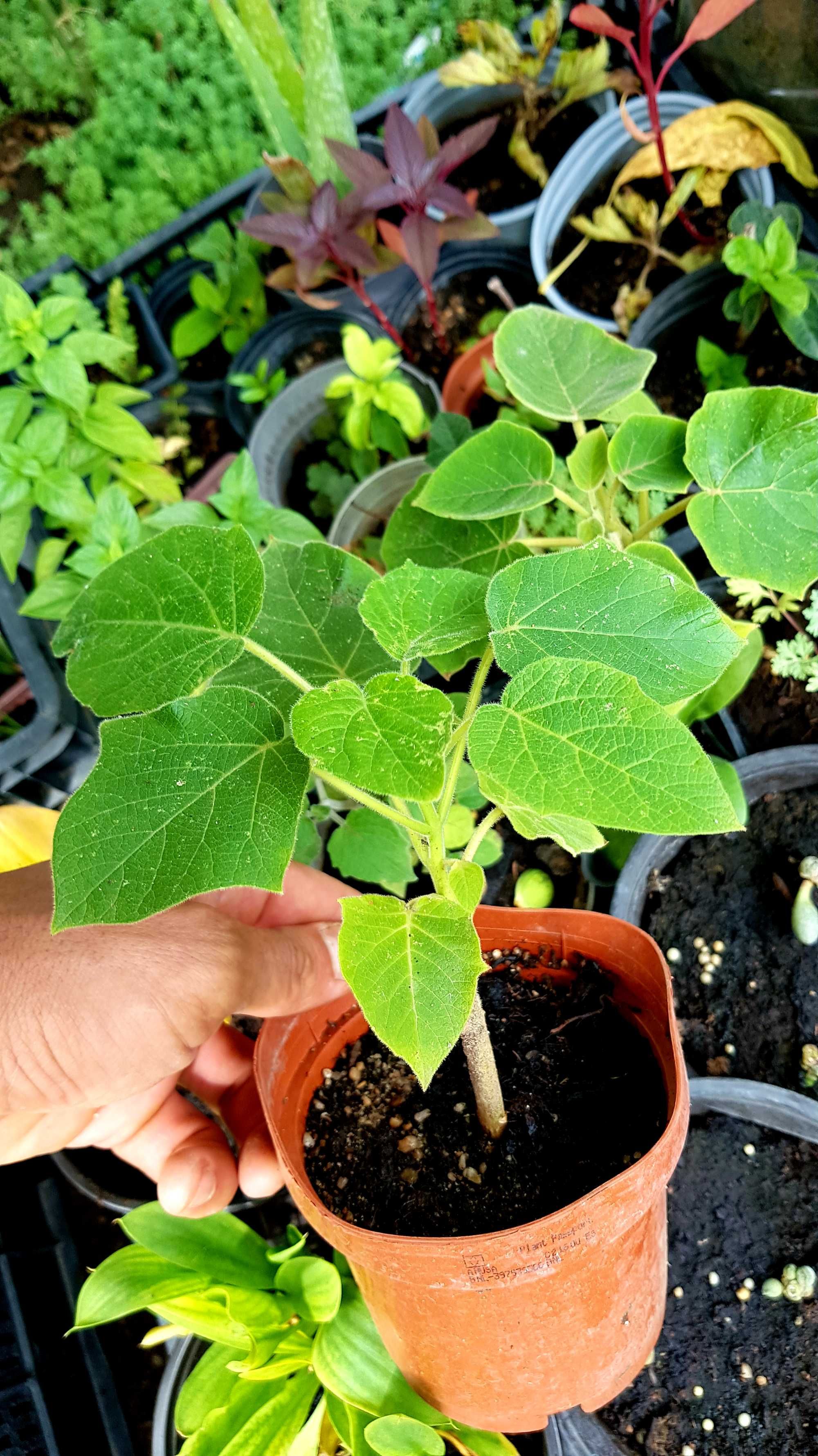 Paulownia de 1 an.in ghivecel