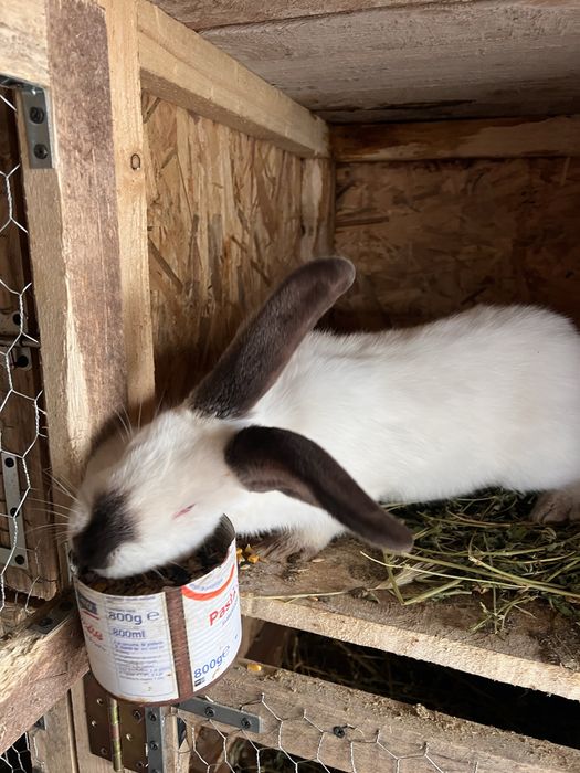 Iepuroi uriasi de transilvania