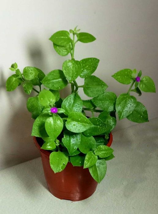 Продам. Мезембрианте́мум сердцели́стный - суккулентное растение.