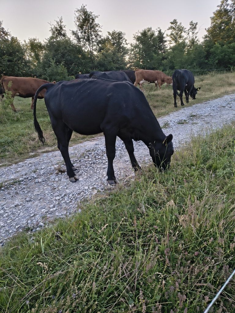 Vând 4 vaci angus