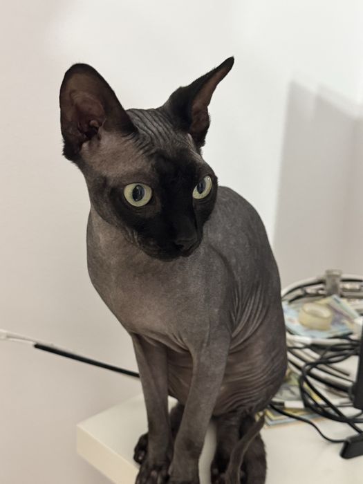 Pisica Sphynx adorabila