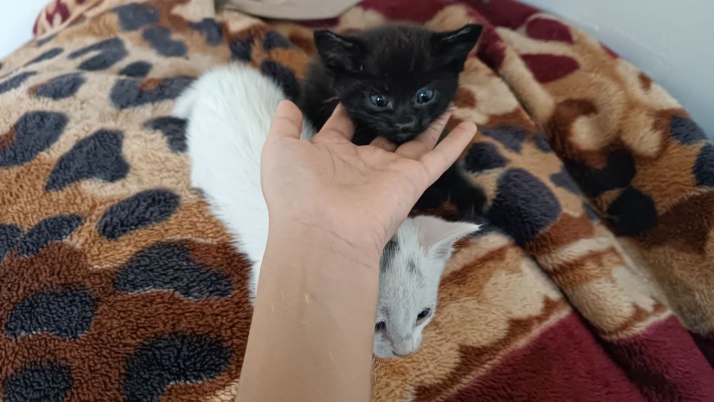 Котята 1.5 мес отдам даром