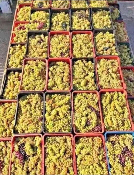 Vand strugurii de vin