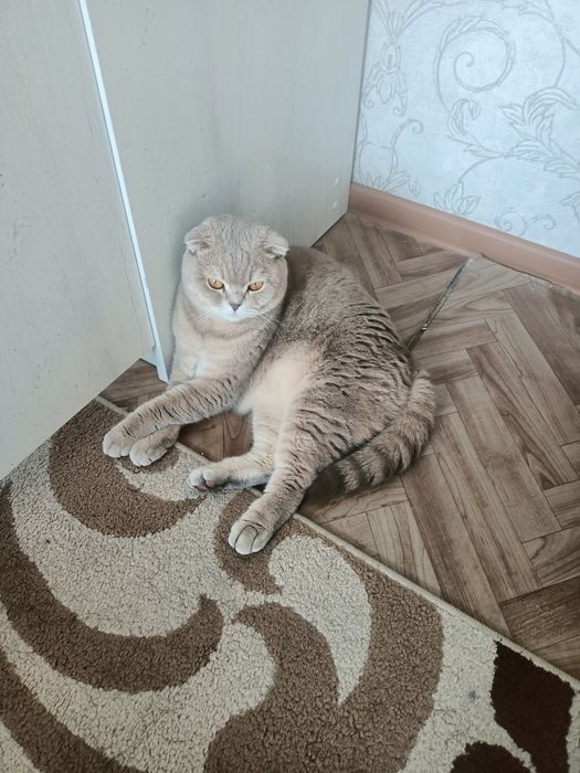 Кошку шотландскую вислоухую