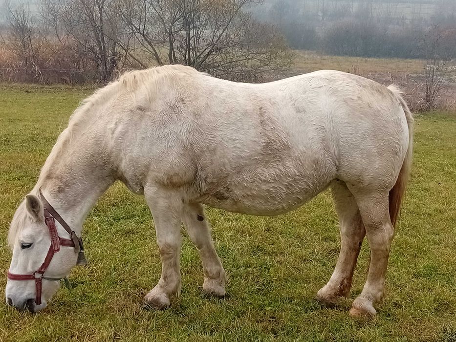 Vand iapa pentru detalii în privat
