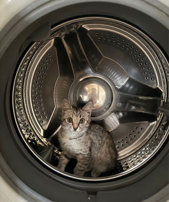 Отдам даром 1 пародистого котята, 2 месячный, девочки