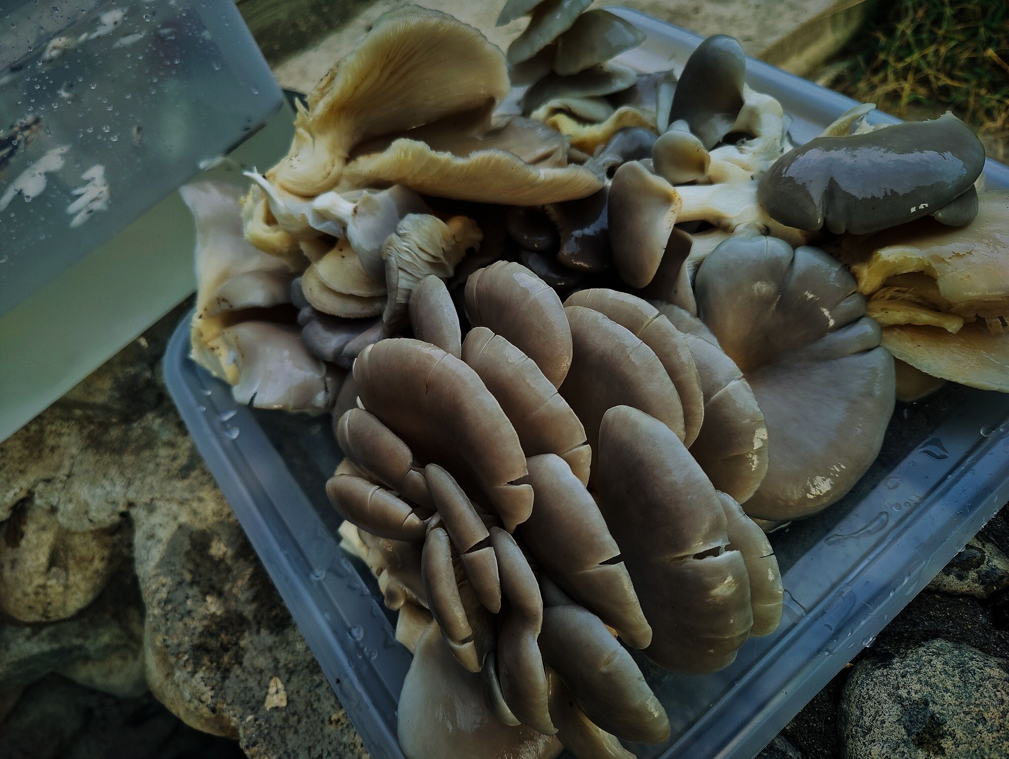 Păstrăv de fag murați (ciuperci murate)