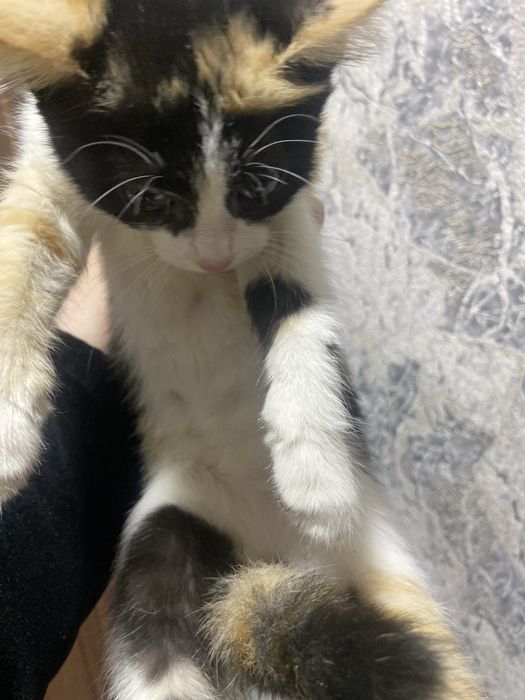 Mushuk bolasi 4 oylik. Hadiya