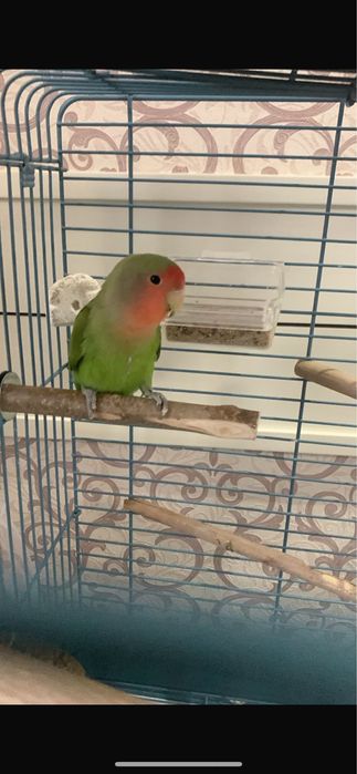 Попугай Неразлучник