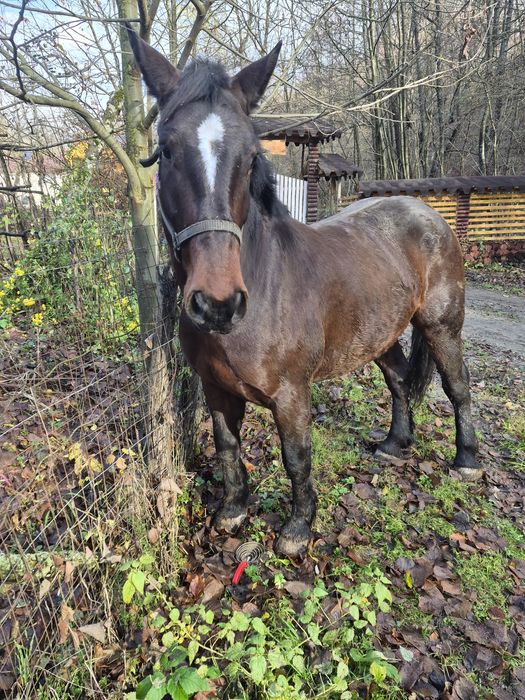 Vand carlan de 3 ani mai multe detali la tel