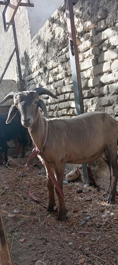Qo'chqor va echki sotiladi qo'chqor 26000 echki 22000