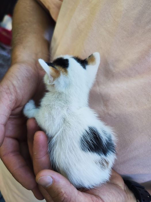Ofer spre adopție pui pisica