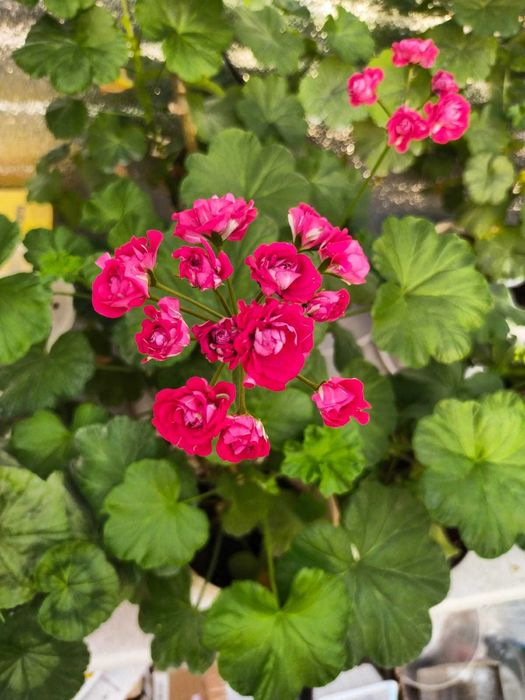 Комнатное растение Герань Пеларгония сорт Langeland Rosen