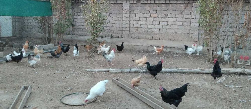 Хонаки товуклар ва хорозлар