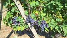 Vanzare struguri de masă/vin